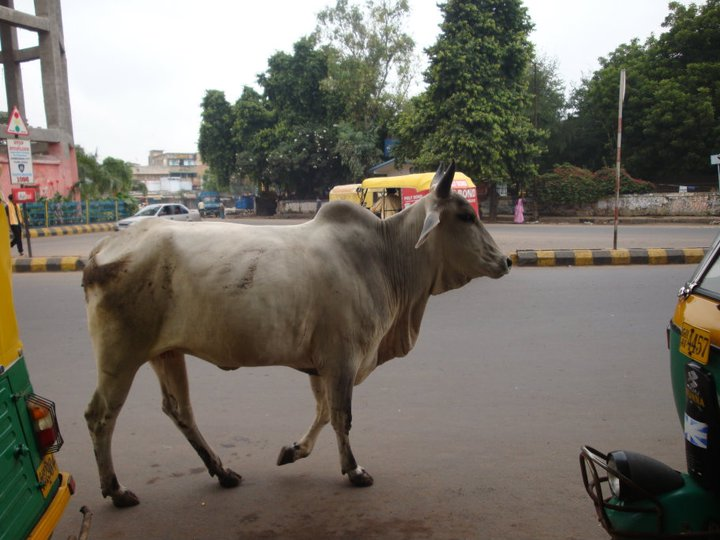 インドの野良牛