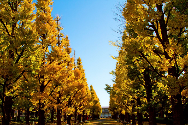 慶應大学の銀杏並木