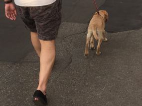 散歩中の子犬とパピーウォーカー